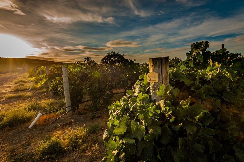 Morning light on rows of merlot art print by Richard Duval for $57.95 CAD