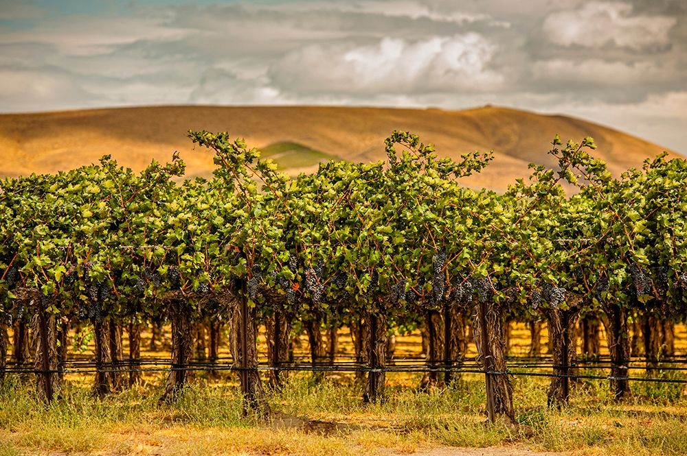 Washington State-Red Mountain Cabernet Sauvignon art print by Richard Duval for $57.95 CAD