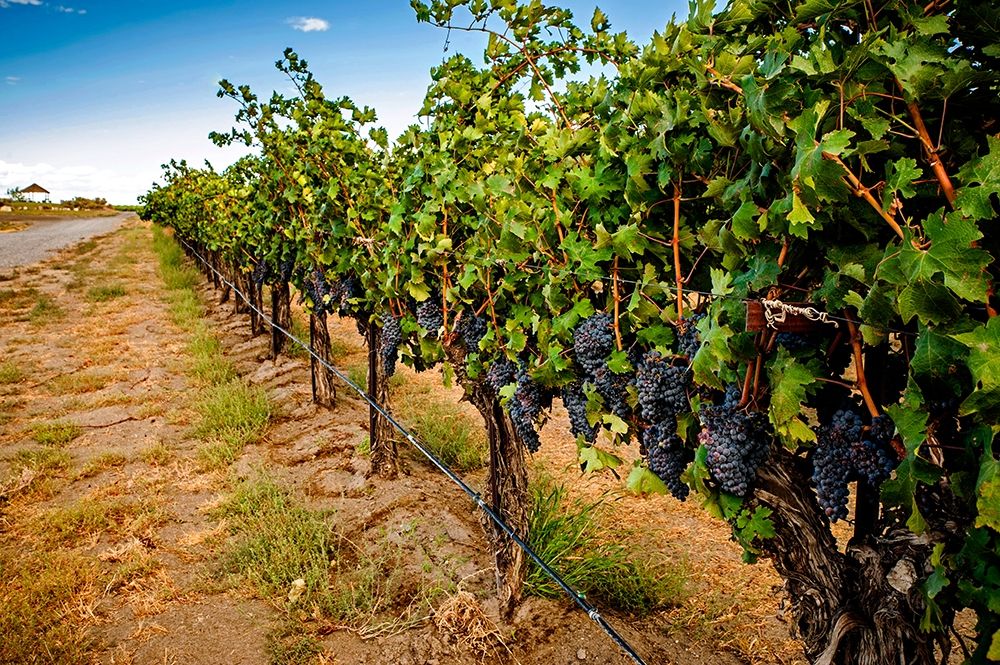 Washington State-Red Mountain Cabernet Sauvignon in Yakima Valley vineyard art print by Richard Duval for $57.95 CAD