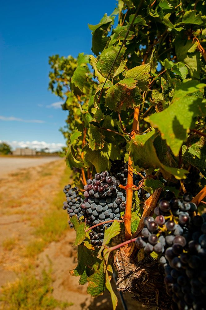 Washington State-Red Mountain Cabernet Sauvignon in Yakima Valley vineyard art print by Richard Duval for $57.95 CAD