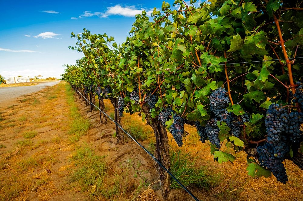 Washington State-Red Mountain Cabernet Sauvignon in Yakima Valley vineyard art print by Richard Duval for $57.95 CAD