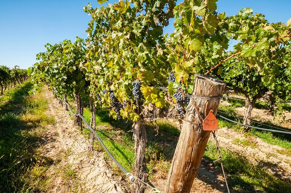 Washington State-Columbia Valley Old vine cabernet at Gamache Vineyard art print by Richard Duval for $57.95 CAD