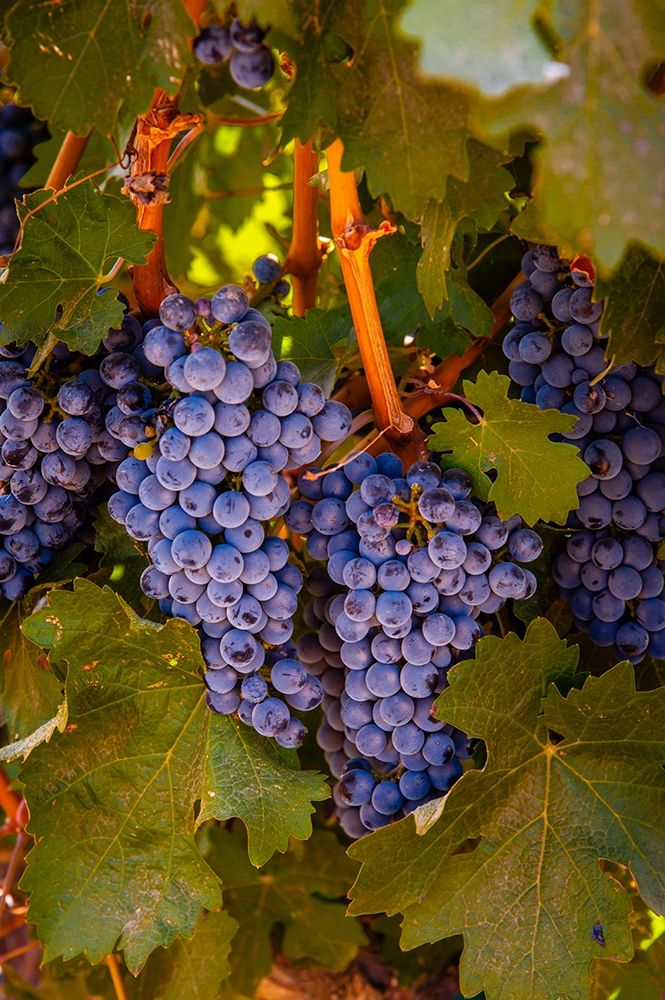 Washington State-Walla Walla Clusters of Cabernet Sauvignon gather sunlight hours before harvest art print by Richard Duval for $57.95 CAD
