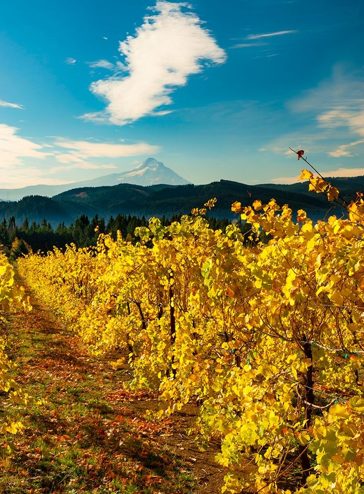 Morning light on the changing fall colors of a Columbia River Gorge vineyard with Mt Hood art print by Richard Duval for $57.95 CAD