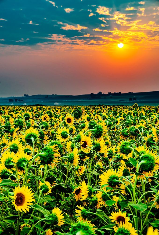 Washington State-Pasco Misty dawn morning on a sunflower fieldin Central Washington art print by Richard Duval for $57.95 CAD