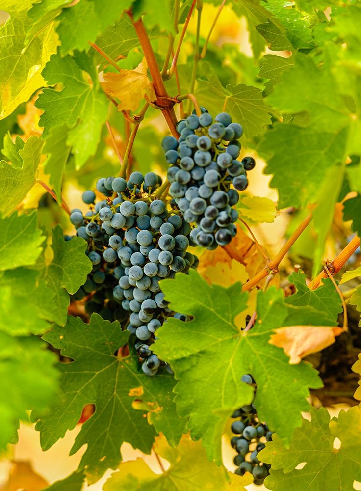 Washington State-Red Mountain Clusters of Syrah grapes in Yakima Valley vineyard art print by Richard Duval for $57.95 CAD