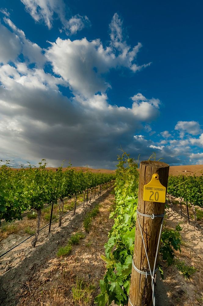 Washington State-Red Mountain Moring sun on row of Cabernet Sauvignon in a Red Mountain vineyard art print by Richard Duval for $57.95 CAD
