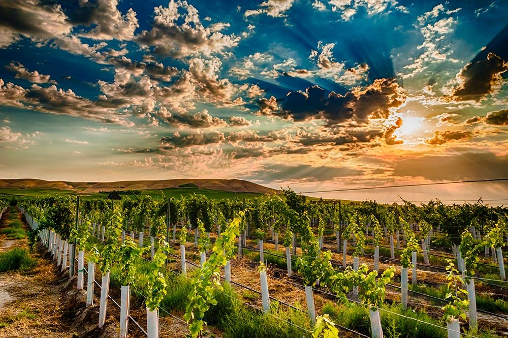Washington State-Yakima Valley Sunrise on a Red Mountain vineyard art print by Richard Duval for $57.95 CAD