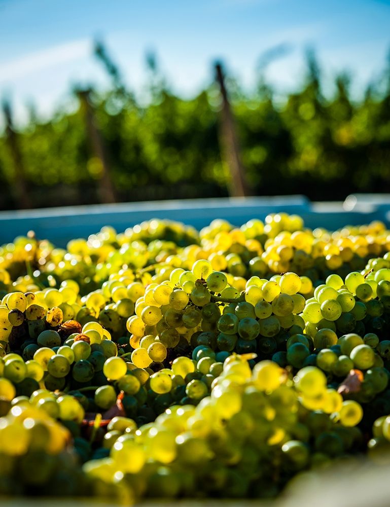 Washington State-Red Mountain Bin of Sauvignon Blanc grapes from Quintessence Vineyard at harvest art print by Richard Duval for $57.95 CAD
