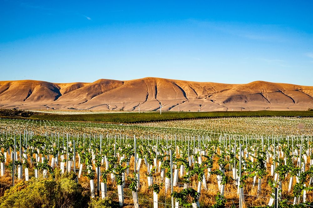 Washington State-Red Mountain New vine planting in a vineyard on Red Mountain art print by Richard Duval for $57.95 CAD
