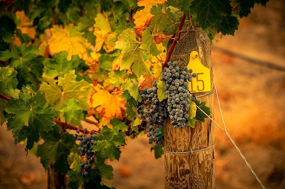 Washington State-Red Mountain Cabernet Sauvignon grapes and fall colors on the vine leaves art print by Richard Duval for $57.95 CAD