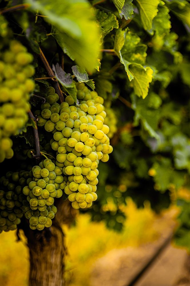 Washington State-Pasco Clusters of Sauvignon Blanc grapes art print by Richard Duval for $57.95 CAD