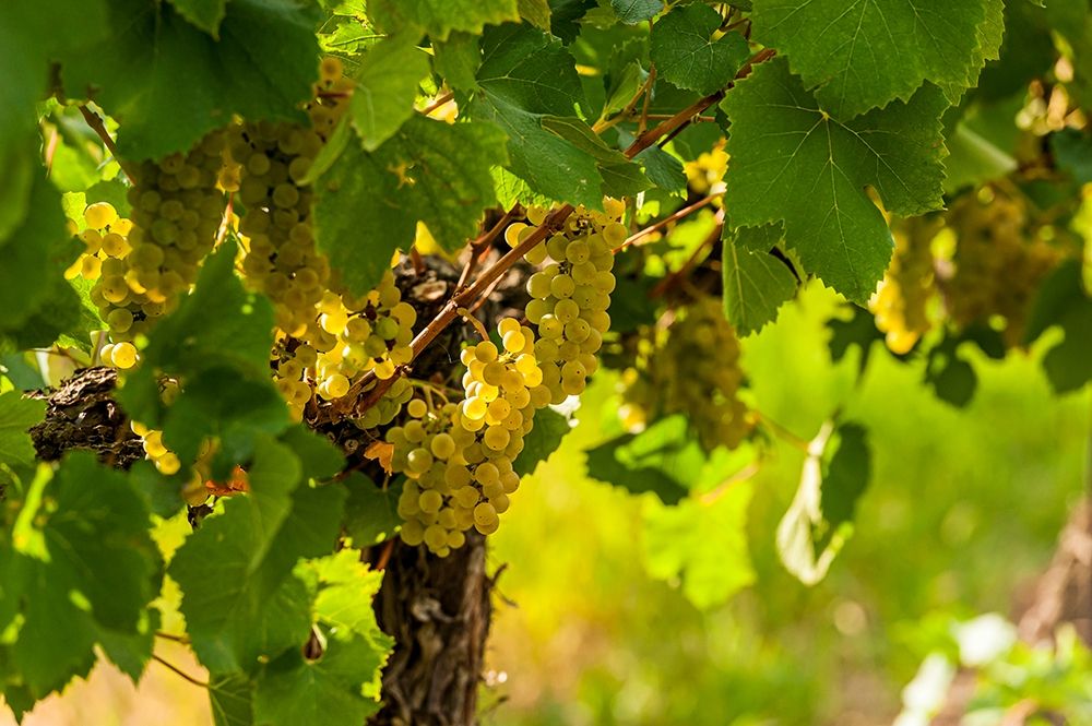 Washington State-Pasco Clusters of Sauvignon Blanc grapes art print by Richard Duval for $57.95 CAD