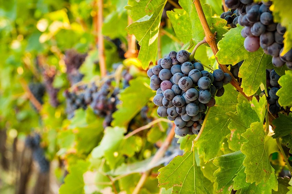 Washington State-Yakima Valley Clusters of Grenache grapes in a Yakima Valley vineyard art print by Richard Duval for $57.95 CAD