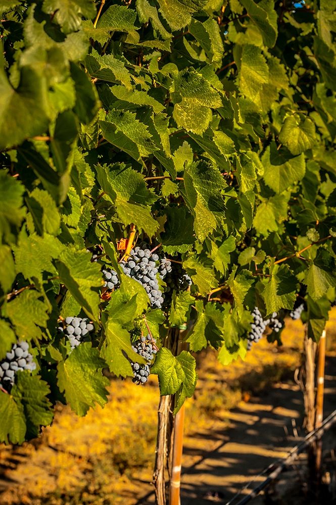 Washington State-Zillah Harvest of rows of Cabernet Sauvignon in a Yakima Valley vineyard art print by Richard Duval for $57.95 CAD