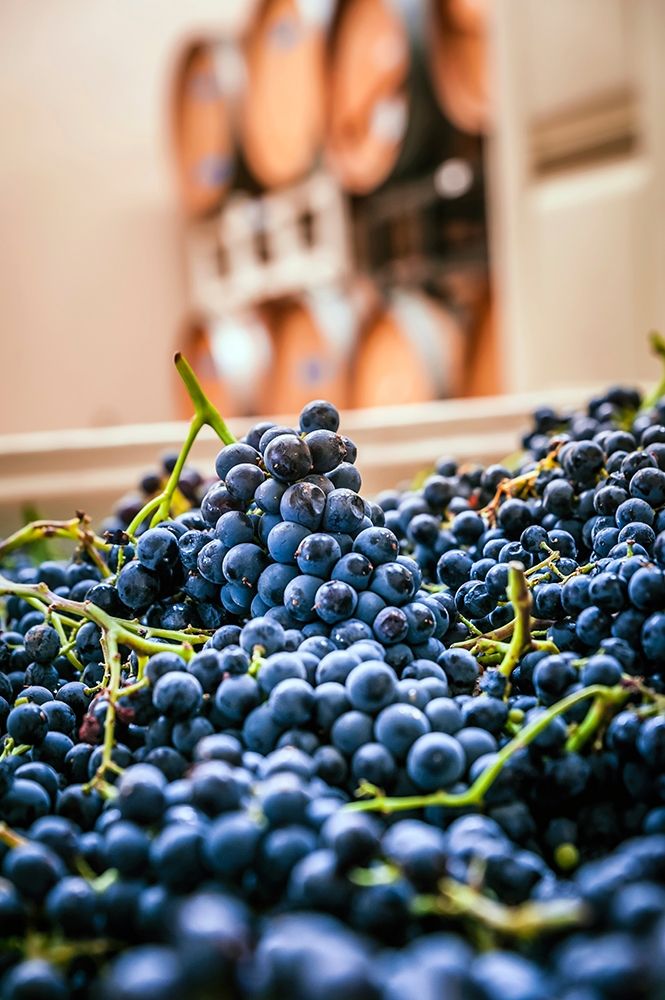 Washington State-Woodinville Clusters of Cabernet Sauvignon sit in bins in a winery art print by Richard Duval for $57.95 CAD
