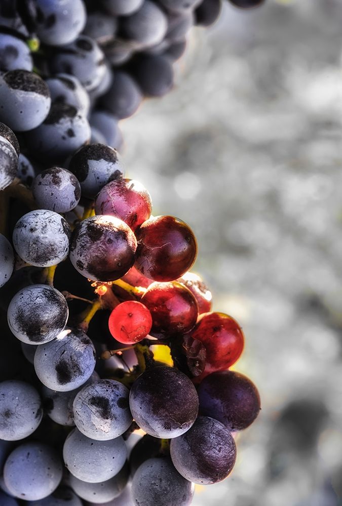 Yakima Valley Tempranillo grapes in the last stages of veraison-the ripening process art print by Richard Duval for $57.95 CAD