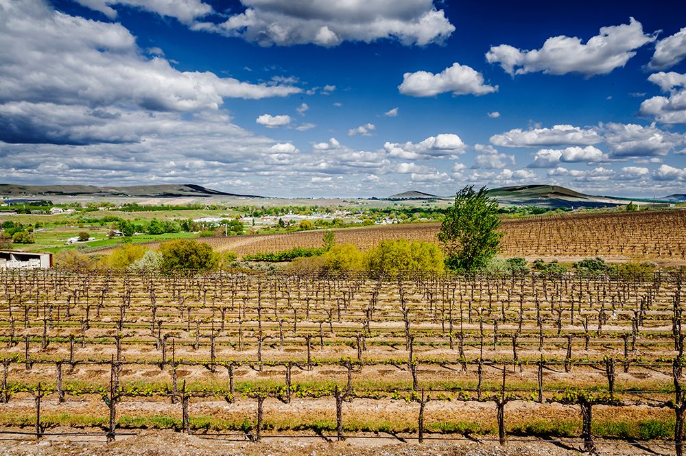 USA-WA-Yakima Valley Spring light on bud break at Chandler Reach estate vineyard art print by Richard Duval for $57.95 CAD