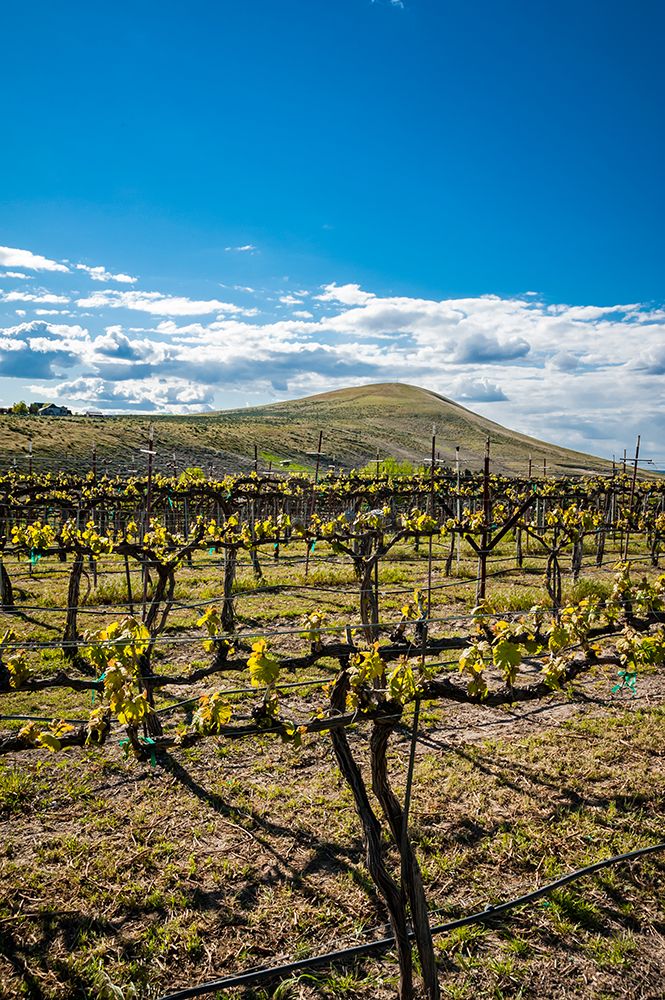 USA-WA-Yakima Valley Spring light at Kitzke Cellars vineyard art print by Richard Duval for $57.95 CAD