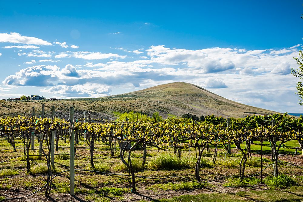 USA-WA-Yakima Valley Spring light at Kitzke Cellars vineyard art print by Richard Duval for $57.95 CAD
