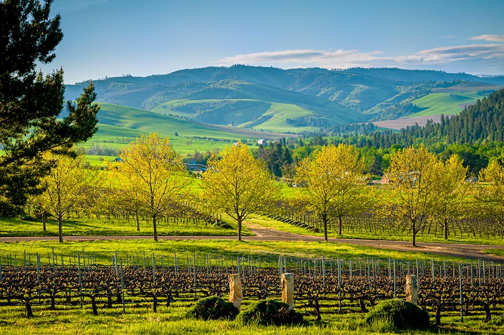 USA-WA-Walla Walla Spring morning on vineyard in Walla Wallas Mill Creek district art print by Richard Duval for $57.95 CAD