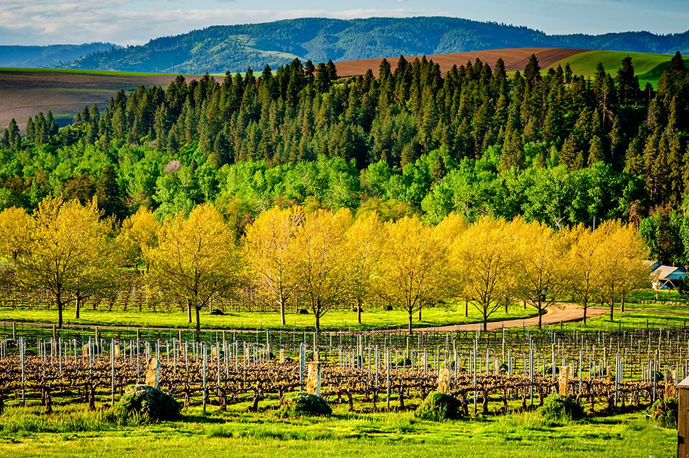 USA-WA-Walla Walla Spring morning on vineyard in Walla Wallas Mill Creek district art print by Richard Duval for $57.95 CAD