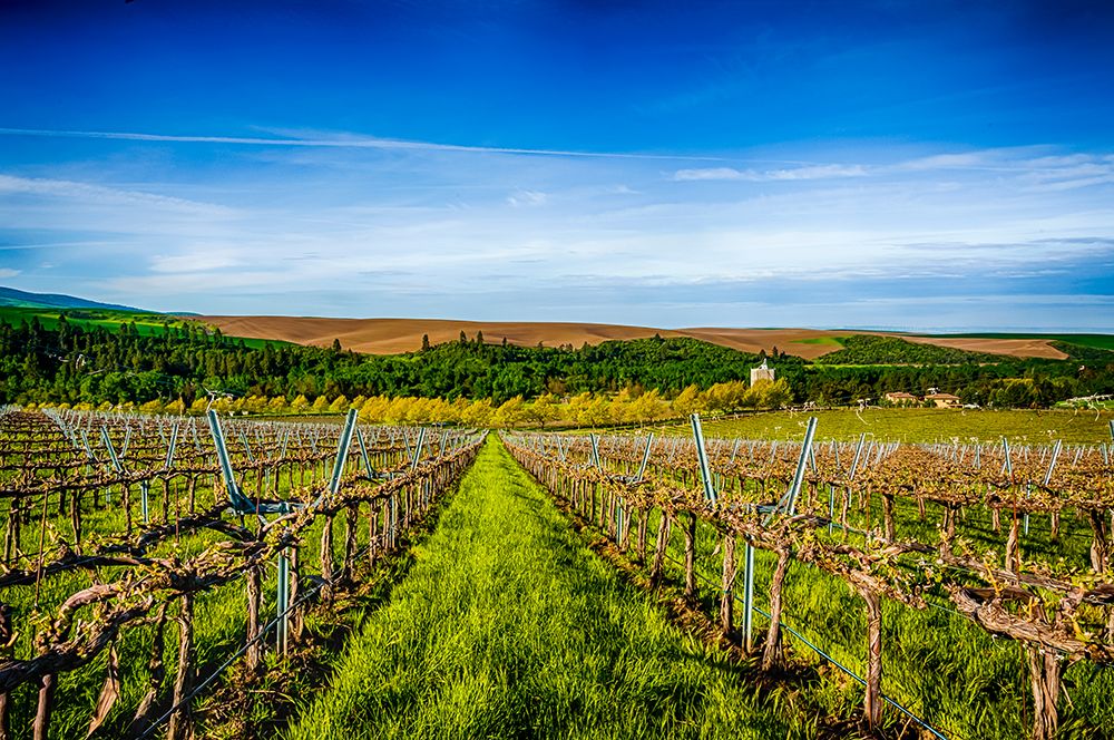 USA-WA-Walla Walla Spring morning on vineyard in Walla Wallas Mill Creek district art print by Richard Duval for $57.95 CAD