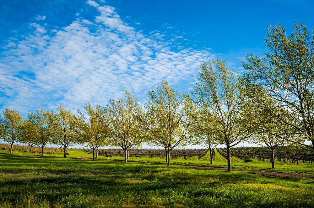 USA-WA-Walla Walla Spring morning on a Walla Walla vineyard art print by Richard Duval for $57.95 CAD