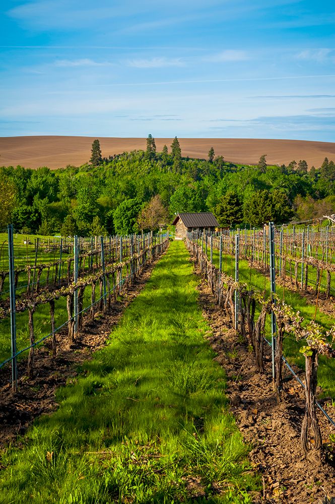 USA-WA-Walla Walla Spring morning at a vineyard in Walla Wallas Mill Creek district art print by Richard Duval for $57.95 CAD