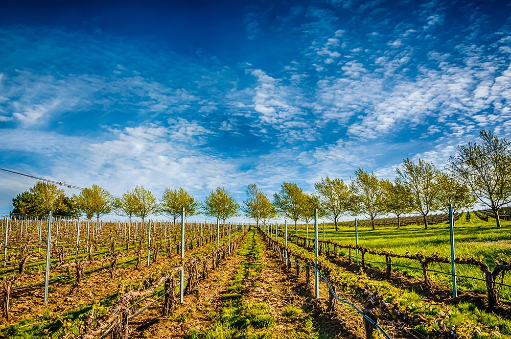 USA-WA-Walla Walla Spring light on Figgins Estate Vineyard art print by Richard Duval for $57.95 CAD