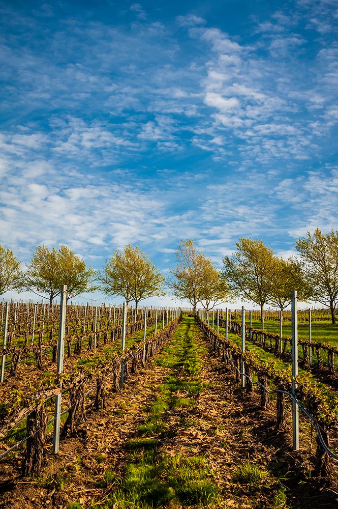 USA-WA-Walla Walla Spring light on Figgins Estate Vineyard art print by Richard Duval for $57.95 CAD