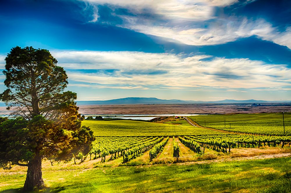 USA-WA-Pasco The Columbia River borders a vineyard-in the White Bluffs of the Columbia Valley art print by Richard Duval for $57.95 CAD