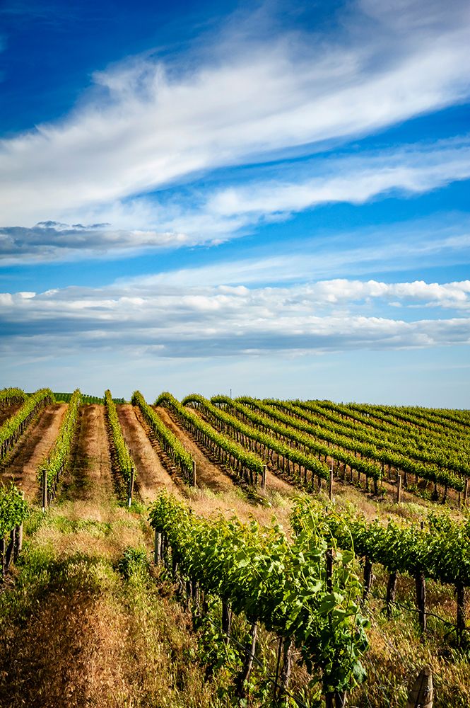 USA-WA-Pasco Spring morning on Sagemoor Vineyard-located in the Columbia Valley art print by Richard Duval for $57.95 CAD
