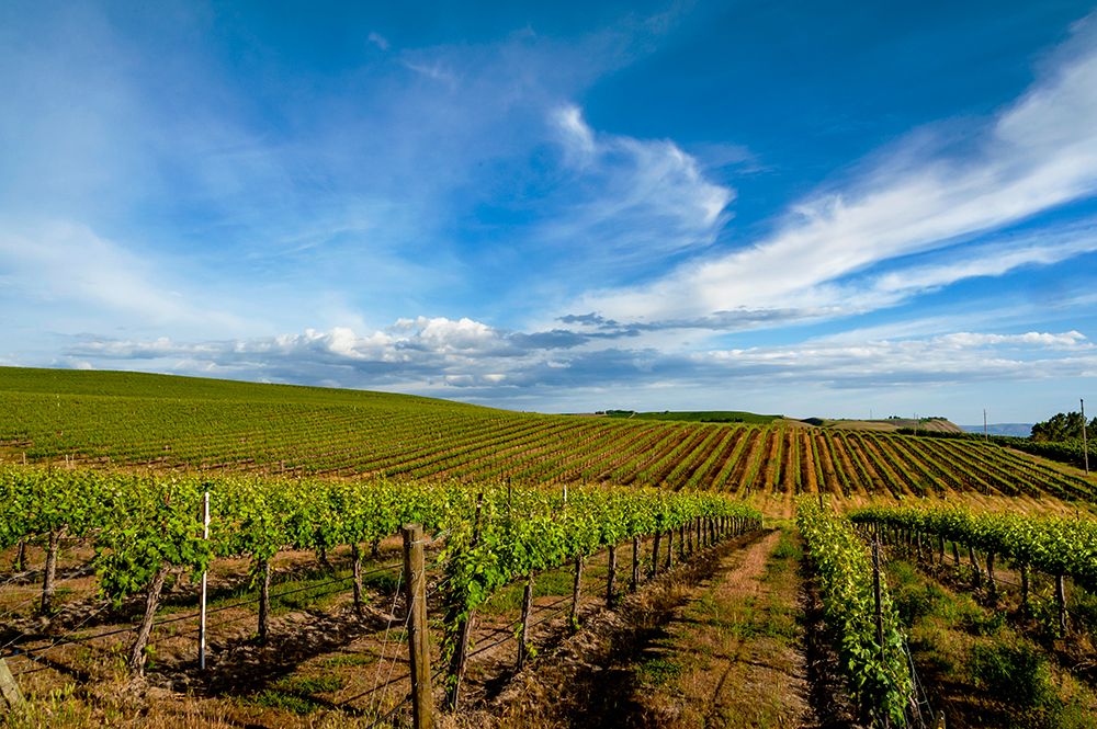 USA-WA-Pasco Rows in a Washington vineyard flourish in spring light art print by Richard Duval for $57.95 CAD