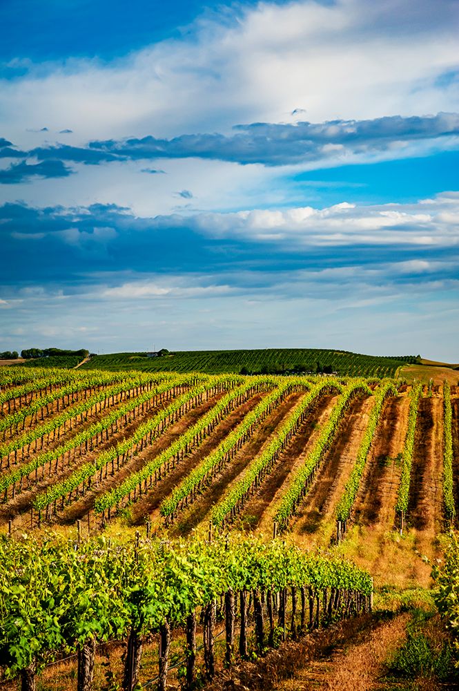 USA-WA-Pasco Rows in a Washington vineyard flourish in spring light art print by Richard Duval for $57.95 CAD
