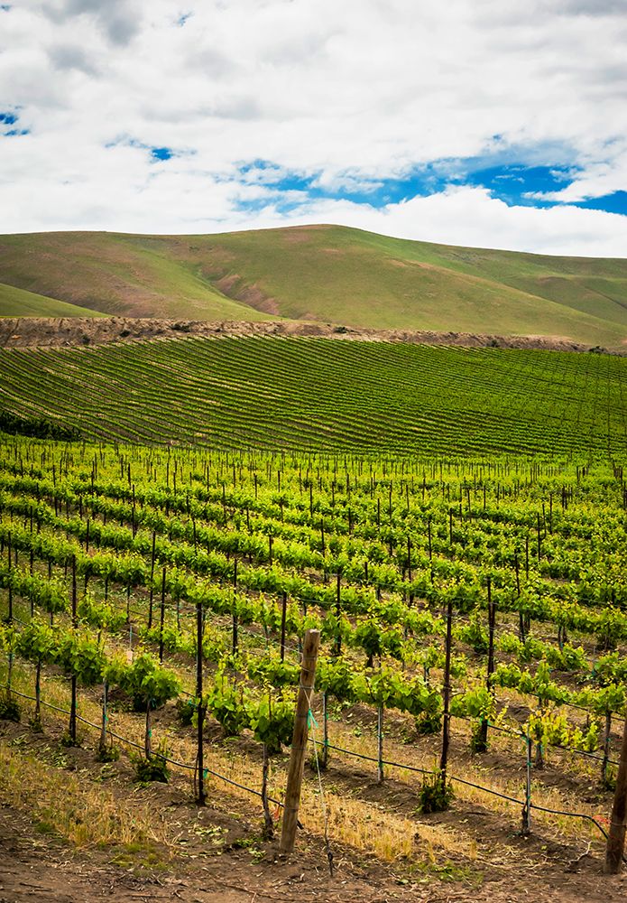 USA-WA-Yakima Valley Rows in a Washington vineyard at spring art print by Richard Duval for $57.95 CAD