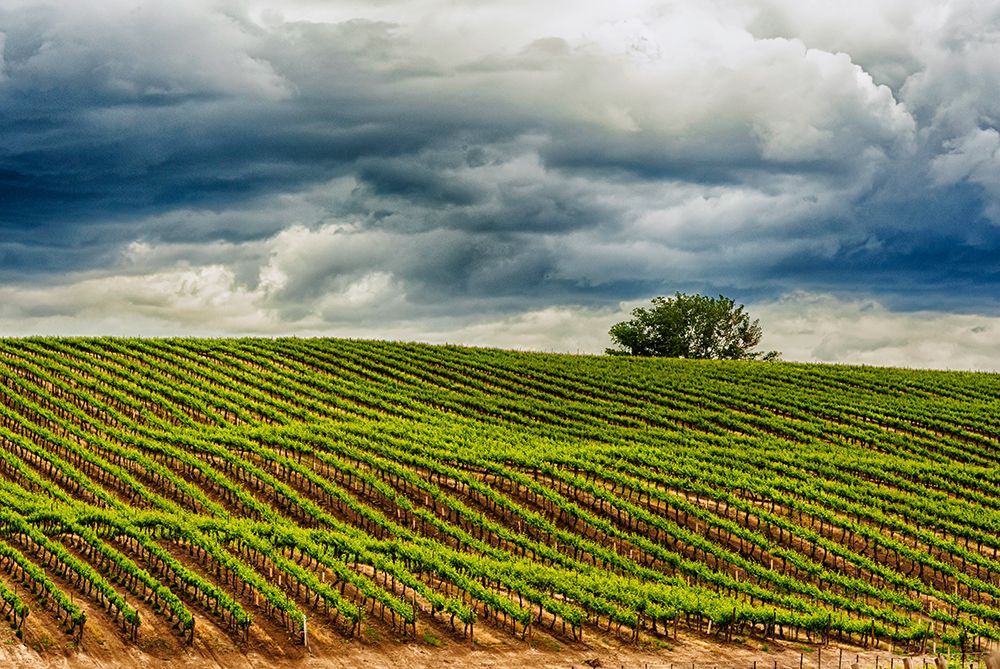 USA-WA-Yakima Valley Rows in a Washington vineyard at spring art print by Richard Duval for $57.95 CAD