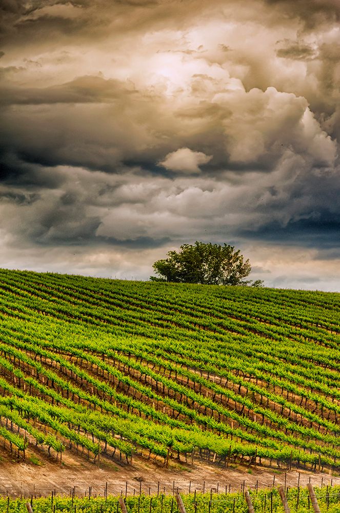 USA-WA-Yakima Valley Rows in a Washington vineyard at spring art print by Richard Duval for $57.95 CAD
