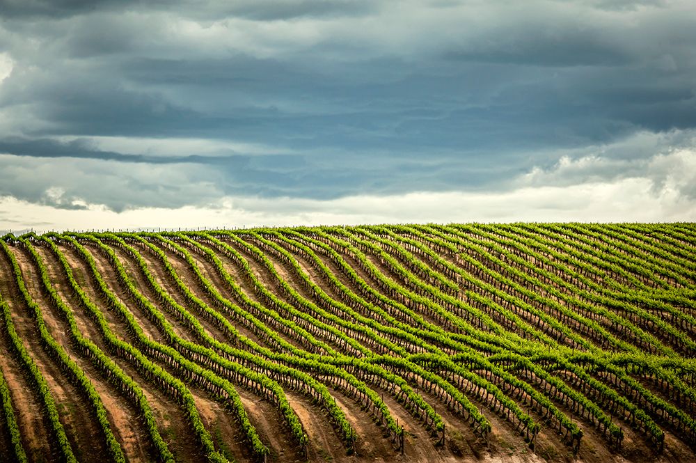 USA-WA-Yakima Valley Rows in a Washington vineyard at spring art print by Richard Duval for $57.95 CAD