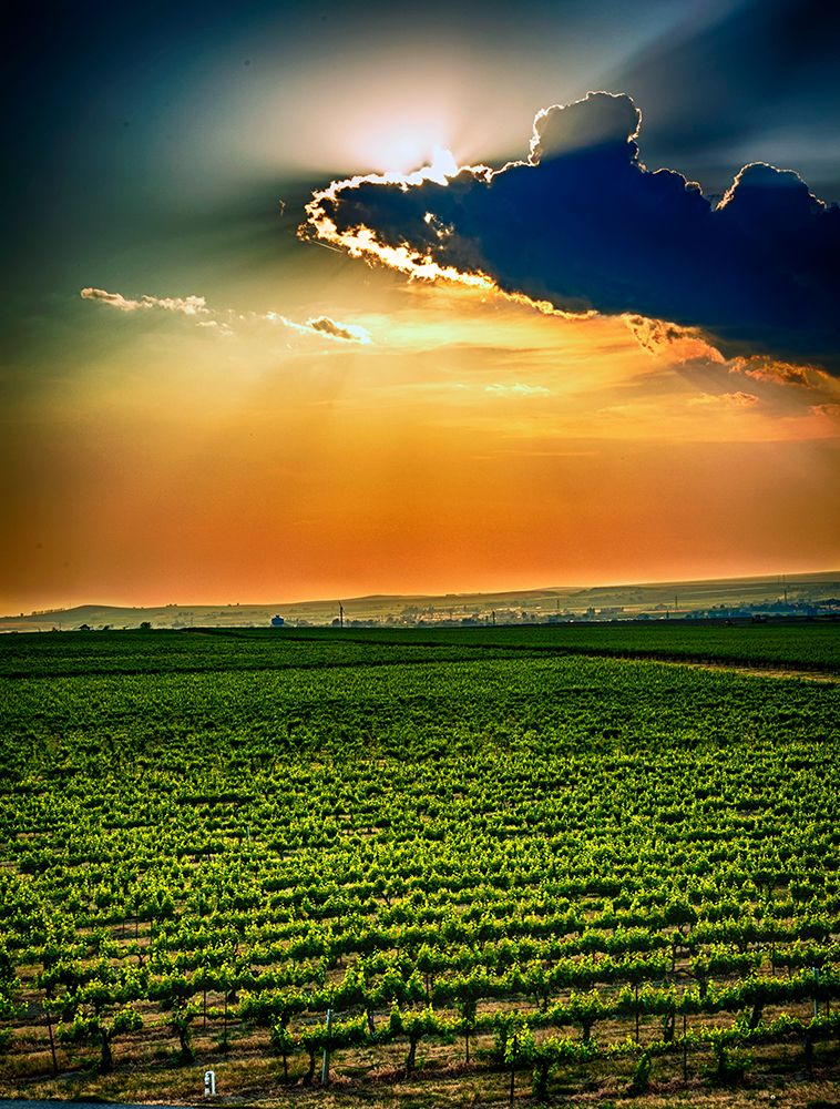 USA-WA-Red Mountain Sunset over Kiona Winery and Vineyards on Red Mountain art print by Richard Duval for $57.95 CAD