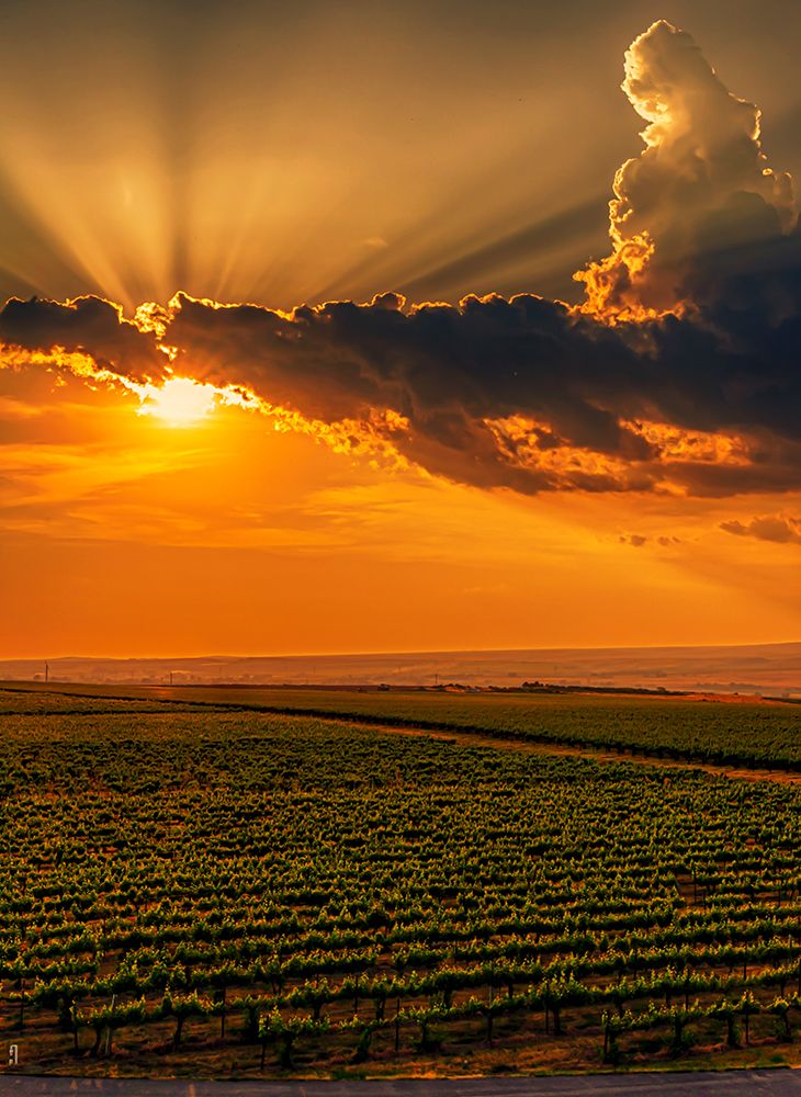 USA-WA-Red Mountain Sunset over Kiona Winery and Vineyards on Red Mountain art print by Richard Duval for $57.95 CAD