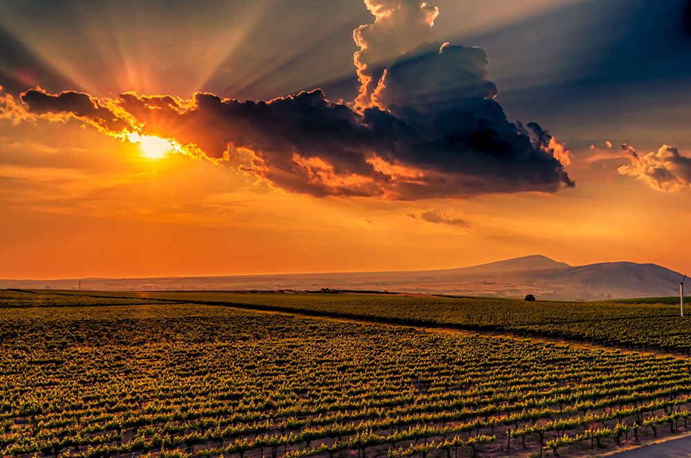 USA-WA-Red Mountain Sunset over vineyards on Red Mountain Rattlesnake Mountain in background art print by Richard Duval for $57.95 CAD