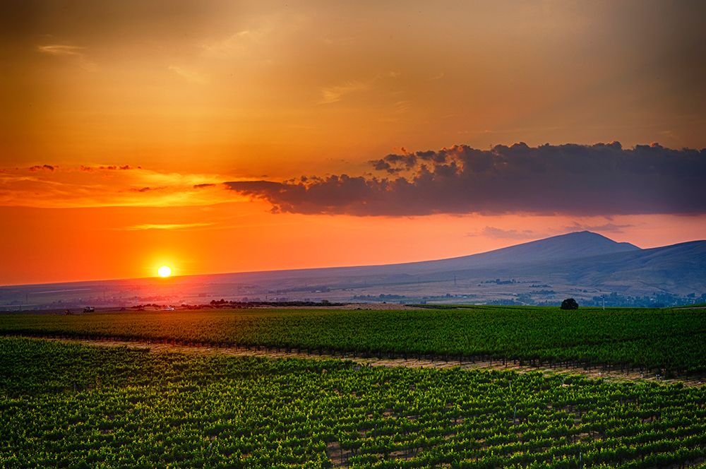 USA-WA-Red Mountain Sunset over Kiona Winery and Vineyards on Red Mountain art print by Richard Duval for $57.95 CAD