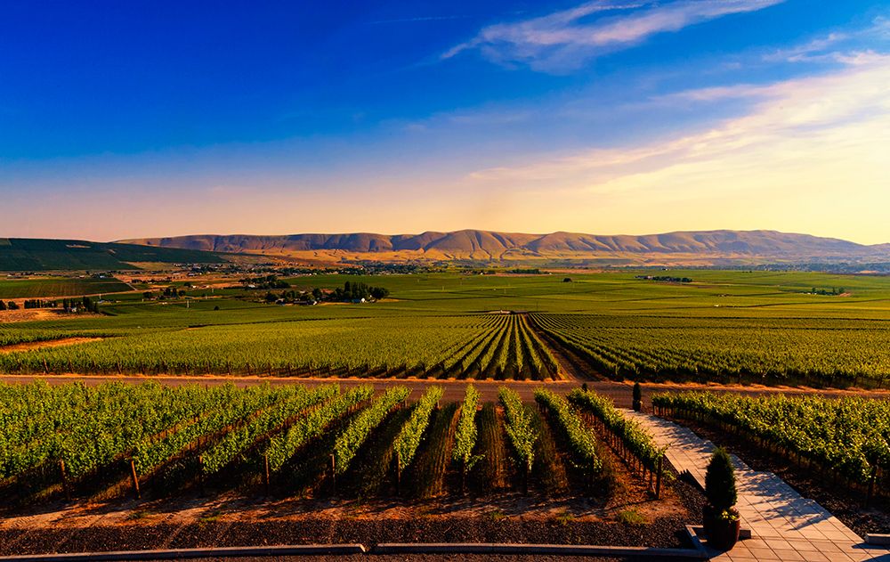 USA-WA-Red Mountain Dusk on the vineyards of Red Mountain wine region with Horse Heaven Hills art print by Richard Duval for $57.95 CAD