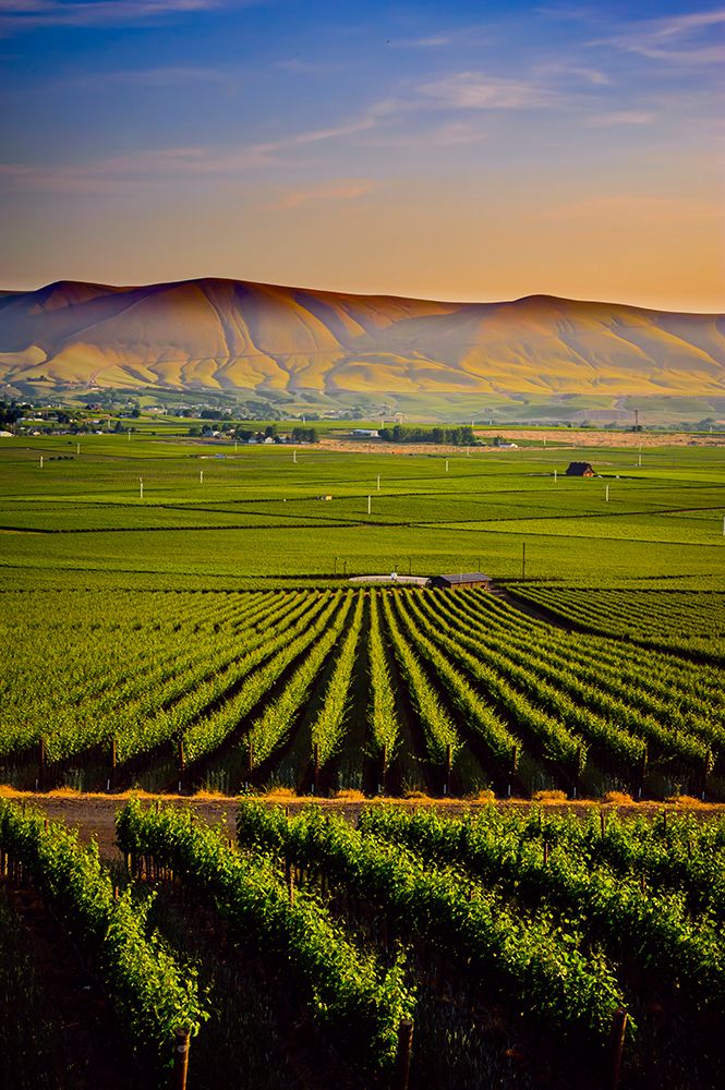 USA-WA-Red Mountain Dusk on the vineyards of Red Mountain wine region with Horse Heaven Hills art print by Richard Duval for $57.95 CAD