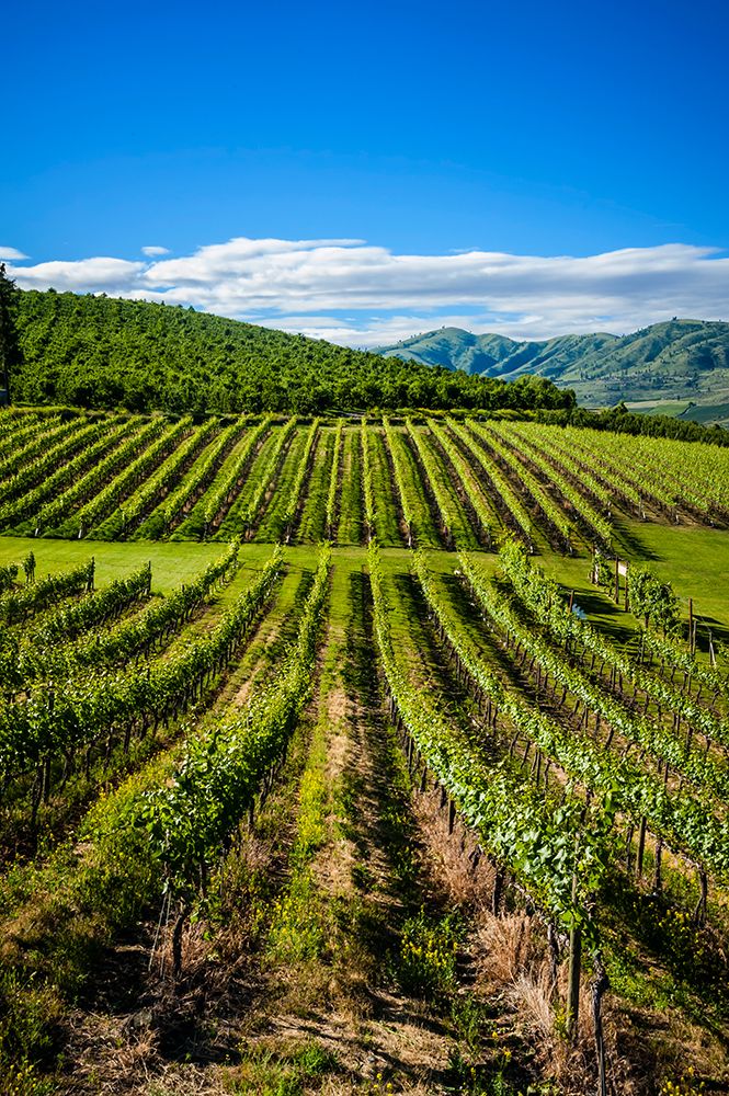 USA-WA-Lake Chelan Vineyard enjoys a striking view of Lake Chelan art print by Richard Duval for $57.95 CAD