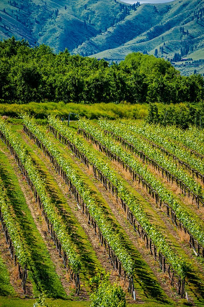 USA-WA-Lake Chelan A vineyard sparkles in the summer sun of Lake Chelan art print by Richard Duval for $57.95 CAD