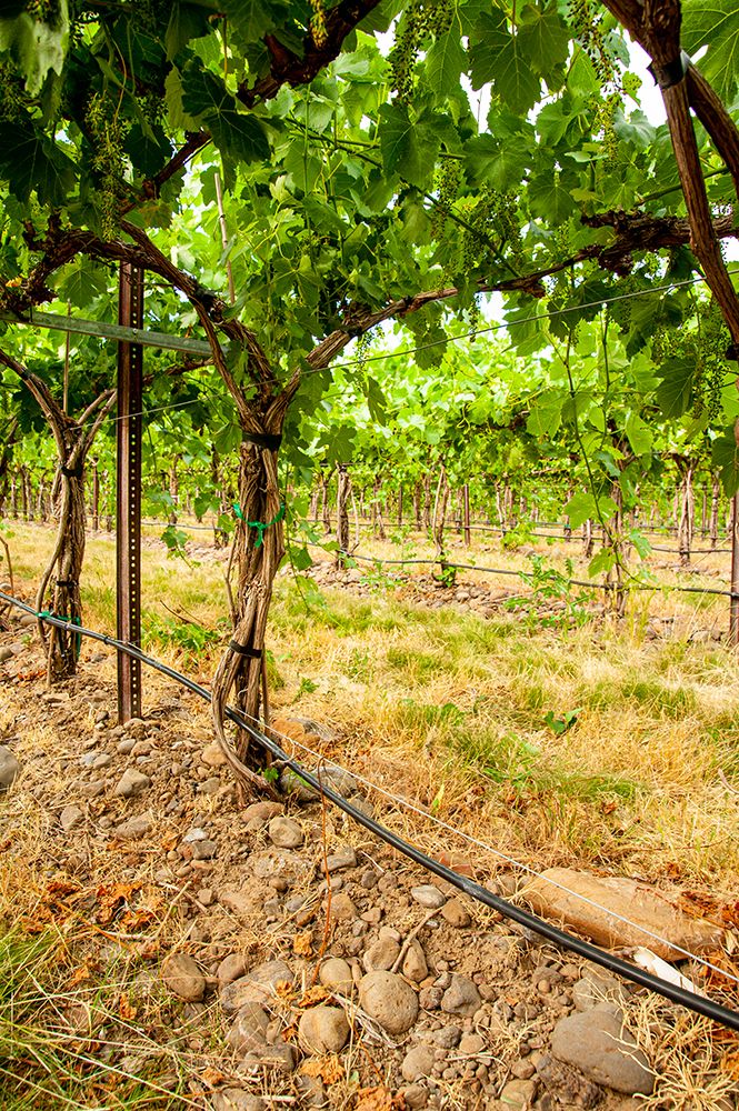 USA-WA-Walla Walla Vineyard art print by Richard Duval for $57.95 CAD