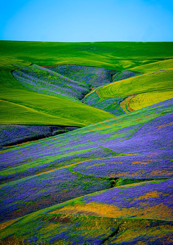 USA-WA-Walla Walla Field of vetch art print by Richard Duval for $57.95 CAD