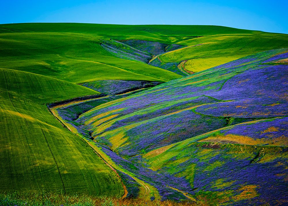 USA-WA-Walla Walla Field of vetch art print by Richard Duval for $57.95 CAD